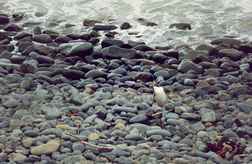 Gelbaugenpinguin Pinguin in Neuseeland