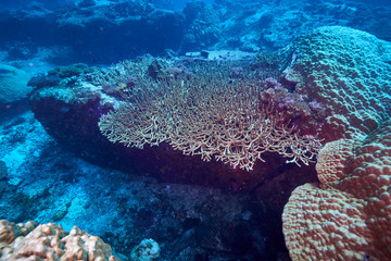 Losin south of Thailand 2018