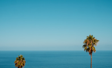 ocean horizon, palm trees and blue sky copy space - summer vacation background -