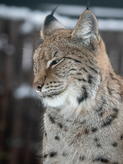portrait of a lynx