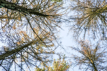 typesetter beetle destroys forest in Belgium