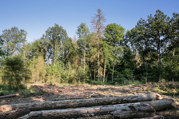 Fototapeta premium typesetter beetle destroys forest in Belgium