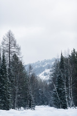 Beautiful snowy winter forest in the mountains