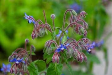 Borage flowers