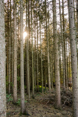 typesetter beetle destroys forest in Belgium