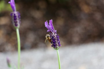 bee on lavender flower