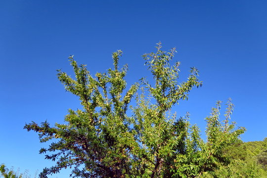 Branches d'amandiers avec amandes sur fond de ciel bleu.
