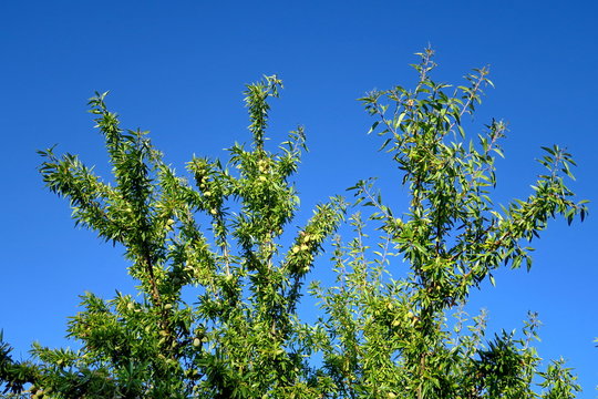 Branches d'amandiers avec amandes sur fond de ciel bleu.