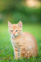 Naklejka na ściany i meble Young orange male cat sit on grass with blurred green background