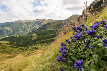 Bright cloudy scenery of the Ukrainian Carpathians shot from the top of the Shpitsy mountain with dark blue flowers on September 2019