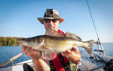 September's zander from the Swedish lake