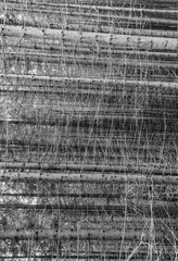 Black and white vertical pattern composed of the growing pines