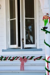 Cat waiting for Santa Claus