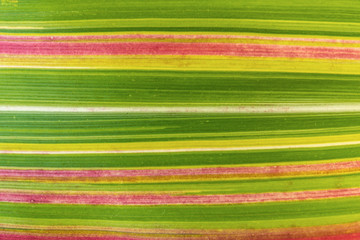 Green, red and yellow bright multicolor horizontal striped pattern of the decorative corn leaf