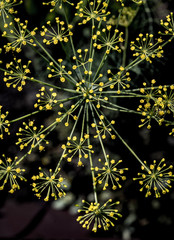 Bright yellow and black background of the blooming fennel plant view from the top
