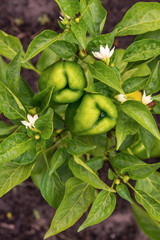 Bell pepper plant growing on the farm with green peppers and flowers