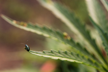 Close up of the tiny metallic green bug sitting on the edge of cannabis plant