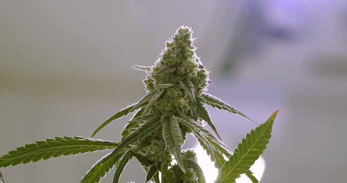 Cinematic Reveal of Top Marijuana Bud on Cannabis Plant Backlit by Grow Light