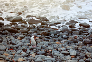 Gelbaugenpinguin Pinguin in Neuseeland