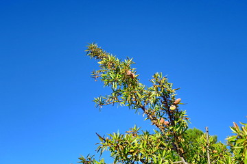 Fototapeta premium Branches d'amandiers avec amandes sur fond de ciel bleu.