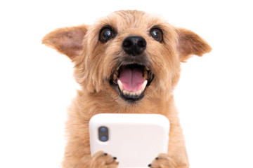 Norfolk Terrier dog using smart phone