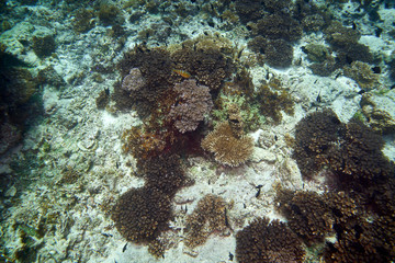 Losin south of Thailand 2018