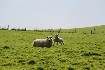 sheeps in field