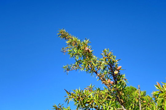 Branches d'amandiers avec amandes sur fond de ciel bleu.