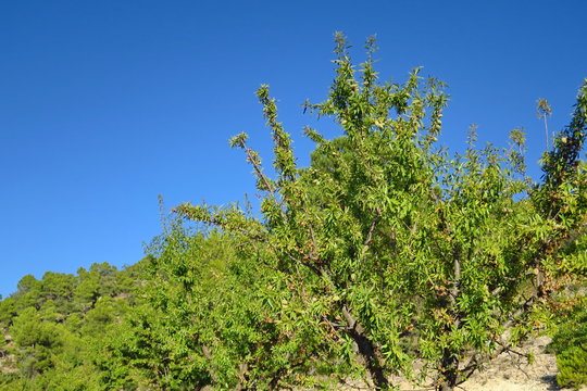 Branches d'amandiers avec amandes sur fond de ciel bleu.