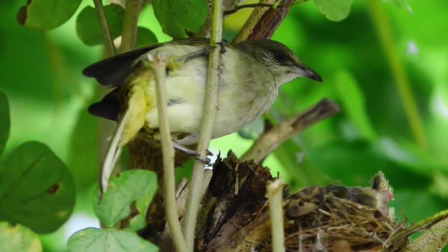 The sentimental scene of birds family. Beautiful mother bulbul bird eating  white shit from the baby buttom in the nest ,HD video.  Love of mother.Baby bird evacuate in the nest.