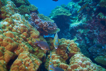 Fototapeta na wymiar Blue barred parrotfish