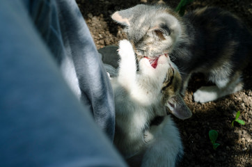  Cats playing in the garden