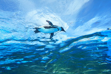 空飛ぶペンギン