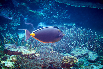 Fototapeta na wymiar Orangespine Unicornfish