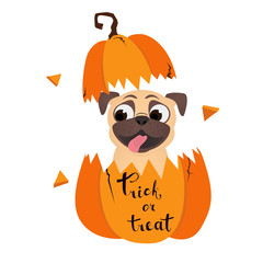 Trick or treat. Funny pug in pumpkin. Humor Halloween vector illustration with dog.