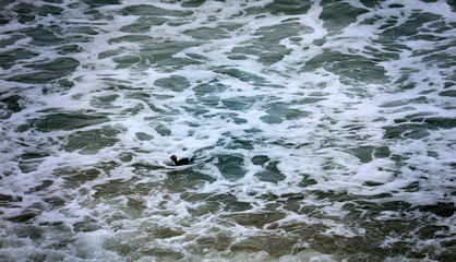 Gelbaugenpinguin Pinguin in Neuseeland