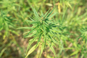 Marijuana plants - cannabis farm field