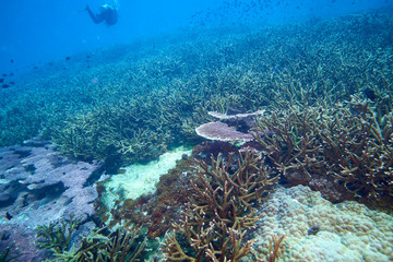 Losin south of Thailand 2018