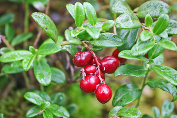 Large ripe lingonberries in the forest. Soft selective focus. Close-up.