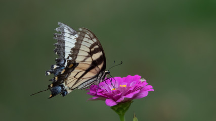 Butterfly On Pink Flower
