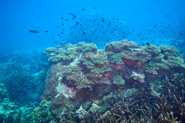 Losin south of Thailand 2018