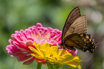 Butterfly On Yellow Flower