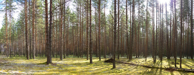 Panorama of the pine forest in the autumn Sunny day