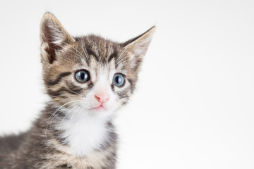 Obraz premium Cute young male cat with blue eyes in studio on white background
