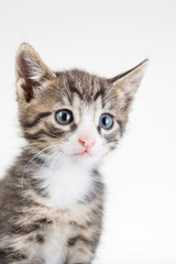 Obraz premium Cute young male cat with blue eyes in studio on white background
