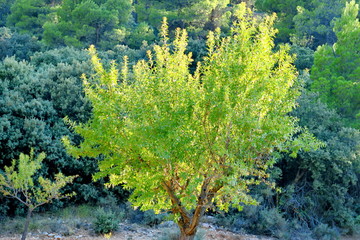 Jeune amandier dans un champ.