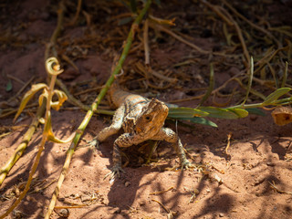 Small wild lizard sitting between green plants on orange sand