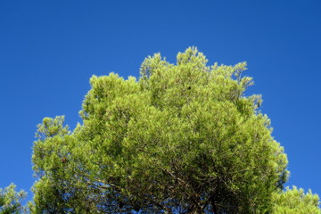 Obraz premium Branches de pin sur fond de ciel bleu.