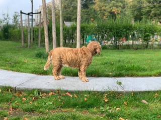 Cocker Spaniel Furry Dog
