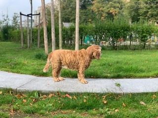 Cocker Spaniel Furry Dog